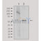 Western blot analysis of extracts from Hela, using TINF2 Antibody. Lane 1 was treated with the antigen-specific peptide.
