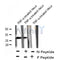 AF8246 staining HepG2 by IF/ICC. The sample were fixed with PFA and permeabilized in 0.1% Triton X-100,then blocked in 10% serum for 45 minutes at 25¡ãC. The primary antibody was diluted at 1/200 and incubated with the sample for 1 hour at 37¡ãC. An  Alexa Fluor 594 conjugated goat anti-rabbit IgG (H+L) Ab, diluted at 1/600, was used as the secondary antibod