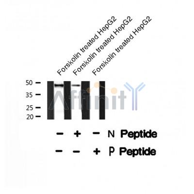 AF8259 at 1/200 staining Rat heart tissue sections by IHC-P. The tissue was formaldehyde fixed and a heat mediated antigen retrieval step in citrate buffer was performed. The tissue was then blocked and incubated with the antibody for 1.5 hours at 22¡ãC. An HRP conjugated goat anti-rabbit antibody was used as the secondary