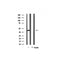 Western blot analysis on mouse brain lysate using NPM Antibody