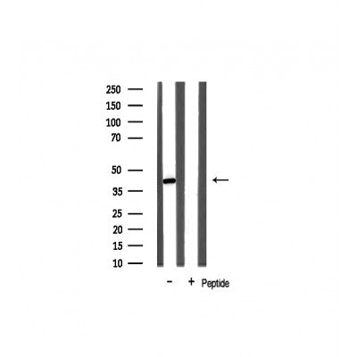 Western blot analysis on mouse brain lysate using NPM Antibody