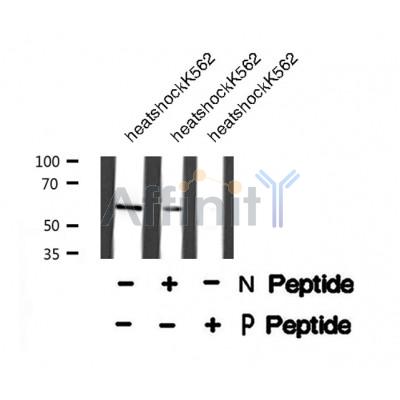 AF8266 staining NIH-3T3 by IF/ICC. The sample were fixed with PFA and permeabilized in 0.1% Triton X-100,then blocked in 10% serum for 45 minutes at 25¡ãC. The primary antibody was diluted at 1/200 and incubated with the sample for 1 hour at 37¡ãC. An  Alexa Fluor 594 conjugated goat anti-rabbit IgG (H+L) Ab, diluted at 1/600, was used as the secondary antibod