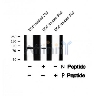 AF8269 staining HeLa by IF/ICC. The sample were fixed with PFA and permeabilized in 0.1% Triton X-100,then blocked in 10% serum for 45 minutes at 25¡ãC. The primary antibody was diluted at 1/200 and incubated with the sample for 1 hour at 37¡ãC. An  Alexa Fluor 594 conjugated goat anti-rabbit IgG (H+L) Ab, diluted at 1/600, was used as the secondary antibod