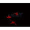 AF0462 staining 293 by IF/ICC. The sample were fixed with PFA and permeabilized in 0.1% Triton X-100,then blocked in 10% serum for 45 minutes at 25¡ãC. The primary antibody was diluted at 1/200 and incubated with the sample for 1 hour at 37¡ãC. An  Alexa Fluor 594 conjugated goat anti-rabbit IgG (H+L) Ab, diluted at 1/600, was used as the secondary antibod