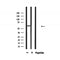 Western blot analysis of extracts from 293, using YTHDF1 Antibody.