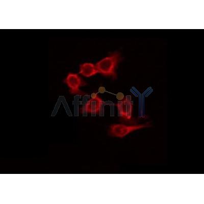 AF0171 staining HuvEc by IF/ICC. The sample were fixed with PFA and permeabilized in 0.1% Triton X-100,then blocked in 10% serum for 45 minutes at 25¡ãC. The primary antibody was diluted at 1/200 and incubated with the sample for 1 hour at 37¡ãC. An  Alexa Fluor 594 conjugated goat anti-rabbit IgG (H+L) Ab, diluted at 1/600, was used as the secondary antibod