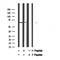 Western blot analysis of MAP2 (Phospho-Ser136) Antibody expression in Serum treated HuvEc cells lysates.