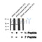 Western blot analysis of extracts from 293, using MAZ (Phospho-Thr72) Antibody.