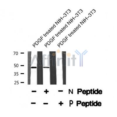 Western blot analysis of extracts from 293, using MAZ (Phospho-Thr72) Antibody.