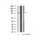 Western blot analysis on HepG2 cell lysate using RHBT2 Antibody