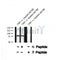 Western blot analysis of MKP-7 (Phospho-Ser446) using TNF-? treated A2780 whole cell lysates