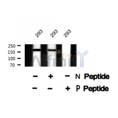 Western blot analysis of MUC1 (Phospho-Ser1227) using 293 whole cell lysates