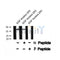 Western blot analysis of extracts from 293, using NDRG2 (Phospho-Thr348) Antibody.