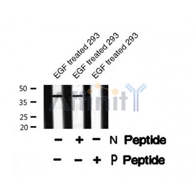 Western blot analysis of extracts from 293, using NDRG2 (Phospho-Thr348) Antibody.