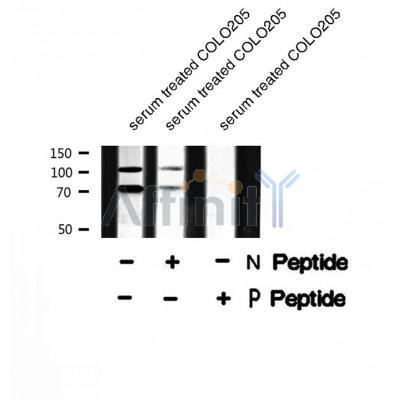 Western blot analysis of extracts from 293, using NFAT2 (Phospho-Ser172) Antibody.
