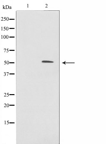 AF0552 staining 293 by IF/ICC. The sample were fixed with PFA and permeabilized in 0.1% Triton X-100,then blocked in 10% serum for 45 minutes at 25¡ãC. The primary antibody was diluted at 1/200 and incubated with the sample for 1 hour at 37¡ãC. An  Alexa Fluor 594 conjugated goat anti-rabbit IgG (H+L) Ab, diluted at 1/600, was used as the secondary antibod