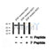 Western blot analysis of PDX1 (Phospho-Ser66) using EGF treated A431 whole cell lysates