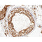 AF0437 at 1/100 staining human testis tissue sections by IHC-P. The tissue was formaldehyde fixed and a heat mediated antigen retrieval step in citrate buffer was performed. The tissue was then blocked and incubated with the antibody for 1.5 hours at 22¡ãC. An HRP conjugated goat anti-rabbit antibody was used as the secondary