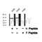 AF8310 staining HeLa by IF/ICC. The sample were fixed with PFA and permeabilized in 0.1% Triton X-100,then blocked in 10% serum for 45 minutes at 25¡ãC. The primary antibody was diluted at 1/200 and incubated with the sample for 1 hour at 37¡ãC. An  Alexa Fluor 594 conjugated goat anti-rabbit IgG (H+L) Ab, diluted at 1/600, was used as the secondary antibod