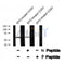 Western blot analysis Smad1/5/9 (Phospho-Ser463+Ser465) using EPO treated COS7 whole cell lysates