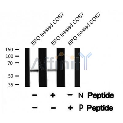Western blot analysis Smad1/5/9 (Phospho-Ser463+Ser465) using EPO treated COS7 whole cell lysates