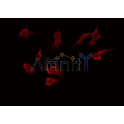 AF0427 staining HeLa by IF/ICC. The sample were fixed with PFA and permeabilized in 0.1% Triton X-100,then blocked in 10% serum for 45 minutes at 25¡ãC. The primary antibody was diluted at 1/200 and incubated with the sample for 1 hour at 37¡ãC. An  Alexa Fluor 594 conjugated goat anti-rabbit IgG (H+L) Ab, diluted at 1/600, was used as the secondary antibod