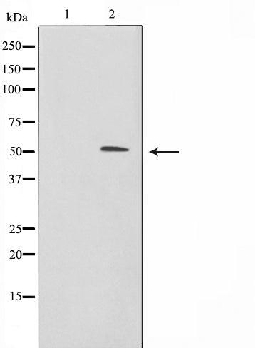 Western blot analysis on RAW264.7 cell lysate using BHLHB3 Antibody,The lane on the left is treated with the antigen-specific peptide.