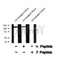 Western blot analysis USP28 (Phospho-Ser67) using UV treated HeLa whole cell lysates