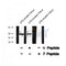 AF8341 staining HepG2 by IF/ICC. The sample were fixed with PFA and permeabilized in 0.1% Triton X-100,then blocked in 10% serum for 45 minutes at 25¡ãC. The primary antibody was diluted at 1/200 and incubated with the sample for 1 hour at 37¡ãC. An  Alexa Fluor 594 conjugated goat anti-rabbit IgG (H+L) Ab, diluted at 1/600, was used as the secondary antibod