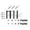 Western blot analysis IP3 Receptor (Phospho-Tyr353) using HeLa whole cell lysates