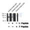 Western blot analysis of extracts from rat brain, using PKC ? (Phospho-Thr514) Antibody.