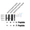 Western blot analysis of PRK1/2 (Phospho-Thr774/816) using Na2VO3 treated HepG2 whole cell lysates