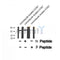 Western blot analysis of C5AR1 (Phospho-Ser334) using nocodazole treated COS7 whole cell lysates
