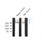 Western blot analysis of CACNA1C (Phospho-Ser1927) using EGF treated A431 whole cell lysates