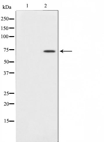 AF0598 staining NIH-3T3 cells by IF/ICC. The sample were fixed with PFA and permeabilized in 0.1% Triton X-100,then blocked in 10% serum for 45 minutes at 25¡ãC. The primary antibody was diluted at 1/200 and incubated with the sample for 1 hour at 37¡ãC. An  Alexa Fluor 594 conjugated goat anti-rabbit IgG (H+L) antibody(Cat.