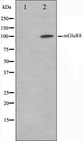 Western blot analysis on mouse brain cell lysate using mGluR8 Antibody,The lane on the left is treated with the antigen-specific peptide.