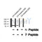 AF8377 staining Hela cells by IF/ICC. The sample were fixed with PFA and permeabilized in 0.1% Triton X-100,then blocked in 10% serum for 45 minutes at 25¡ãC. The primary antibody was diluted at 1/200 and incubated with the sample for 1 hour at 37¡ãC. An  Alexa Fluor 594 conjugated goat anti-rabbit IgG (H+L) antibody(Cat.