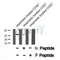 Western blot analysis of extracts from rat brain, mouse brain and Hela, using HSPB1 (Phospho-Ser15) Antibody.