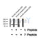 AF8385 staining COS7 by IF/ICC. The sample were fixed with PFA and permeabilized in 0.1% Triton X-100,then blocked in 10% serum for 45 minutes at 25¡ãC. The primary antibody was diluted at 1/200 and incubated with the sample for 1 hour at 37¡ãC. An  Alexa Fluor 594 conjugated goat anti-rabbit IgG (H+L) Ab, diluted at 1/600, was used as the secondary antibod