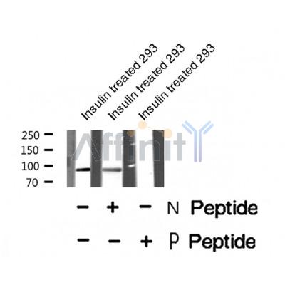 AF8385 staining COS7 by IF/ICC. The sample were fixed with PFA and permeabilized in 0.1% Triton X-100,then blocked in 10% serum for 45 minutes at 25¡ãC. The primary antibody was diluted at 1/200 and incubated with the sample for 1 hour at 37¡ãC. An  Alexa Fluor 594 conjugated goat anti-rabbit IgG (H+L) Ab, diluted at 1/600, was used as the secondary antibod
