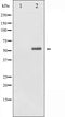 AF3035 staining 293 by IF/ICC. The sample were fixed with PFA and permeabilized in 0.1% Triton X-100,then blocked in 10% serum for 45 minutes at 25¡ãC. The primary antibody was diluted at 1/200 and incubated with the sample for 1 hour at 37¡ãC. An  Alexa Fluor 594 conjugated goat anti-rabbit IgG (H+L) Ab, diluted at 1/600, was used as the secondary antibod