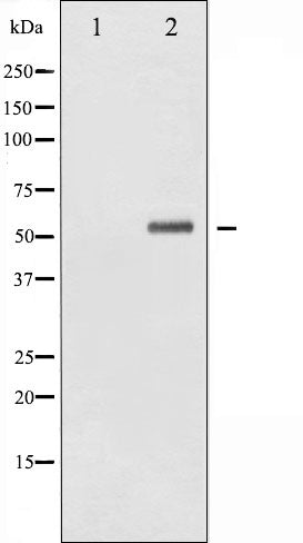 AF3035 staining 293 by IF/ICC. The sample were fixed with PFA and permeabilized in 0.1% Triton X-100,then blocked in 10% serum for 45 minutes at 25¡ãC. The primary antibody was diluted at 1/200 and incubated with the sample for 1 hour at 37¡ãC. An  Alexa Fluor 594 conjugated goat anti-rabbit IgG (H+L) Ab, diluted at 1/600, was used as the secondary antibod