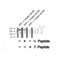 Western blot analysis of MLCK (Phospho-Tyr464) using TNF-? treated A2780 whole cell lysates