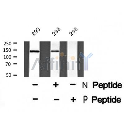 AF8389 staining NIH-3T3 cells by IF/ICC. The sample were fixed with PFA and permeabilized in 0.1% Triton X-100,then blocked in 10% serum for 45 minutes at 25¡ãC. The primary antibody was diluted at 1/200 and incubated with the sample for 1 hour at 37¡ãC. An  Alexa Fluor 594 conjugated goat anti-rabbit IgG (H+L) antibody(Cat.