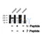 AF8391 staining HepG2 cells by IF/ICC. The sample were fixed with PFA and permeabilized in 0.1% Triton X-100,then blocked in 10% serum for 45 minutes at 25¡ãC. The primary antibody was diluted at 1/200 and incubated with the sample for 1 hour at 37¡ãC. An  Alexa Fluor 594 conjugated goat anti-rabbit IgG (H+L) antibody(Cat.