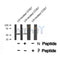 Western blot analysis of PPARA (Phospho-Ser12) using UV treated COS7 whole cell lysates