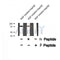 Western blot analysis of PRC1 (Phospho-Thr470) using EGF treated HepG2 whole cell lysates