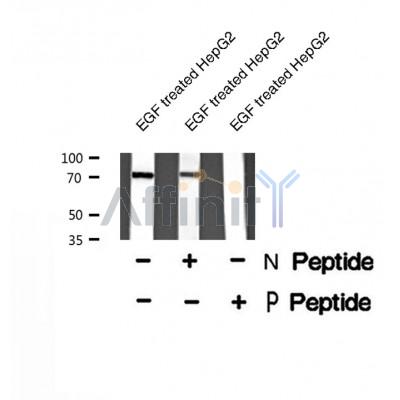Western blot analysis of PRC1 (Phospho-Thr470) using EGF treated HepG2 whole cell lysates