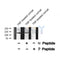 Western blot analysis of RBL2 (Phospho-Ser639) using TNF treated Jurkat whole cell lysates