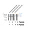AF8404 staining COS7 by IF/ICC. The sample were fixed with PFA and permeabilized in 0.1% Triton X-100,then blocked in 10% serum for 45 minutes at 25¡ãC. The primary antibody was diluted at 1/200 and incubated with the sample for 1 hour at 37¡ãC. An  Alexa Fluor 594 conjugated goat anti-rabbit IgG (H+L) Ab, diluted at 1/600, was used as the secondary antibod